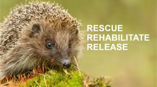 "Rescue Rehabilitate Release"