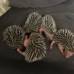 "Hoglets with Brown spines"