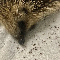 "Hedgehog with fleas"