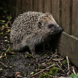 "Hedgehog outside fence"