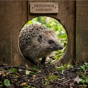 "Hedgehog highway"