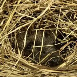 "Hedgehog in nest"