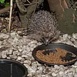 "Hedgehog eating"