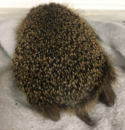 "Hedgehog showing tail"