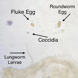 "Microscopic view of internal parasites"