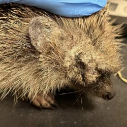 "Hedgehog with ringworm"