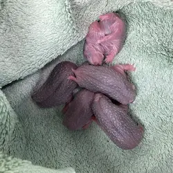 "Newborn hoglets"