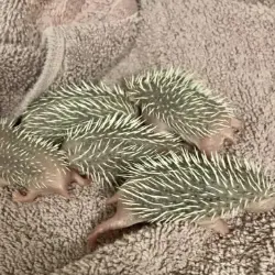 "White spines hoglets"