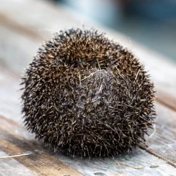 "Curled hedgehog"